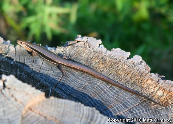 Southern Coal Skink (Plestiodon anthracinus pluvialis)