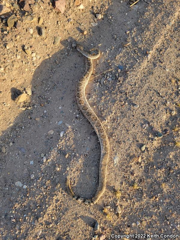 Western Diamond-backed Rattlesnake (Crotalus atrox)