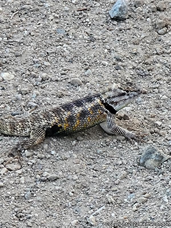 Desert Spiny Lizard (Sceloporus magister)