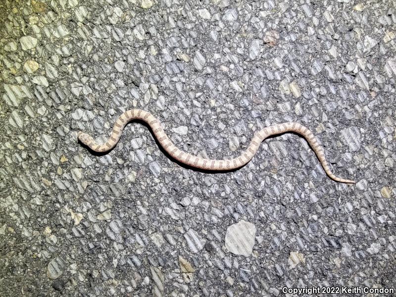 Spotted Leaf-nosed Snake (Phyllorhynchus decurtatus)