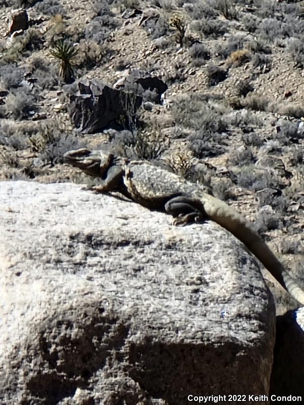 Common Chuckwalla (Sauromalus ater)