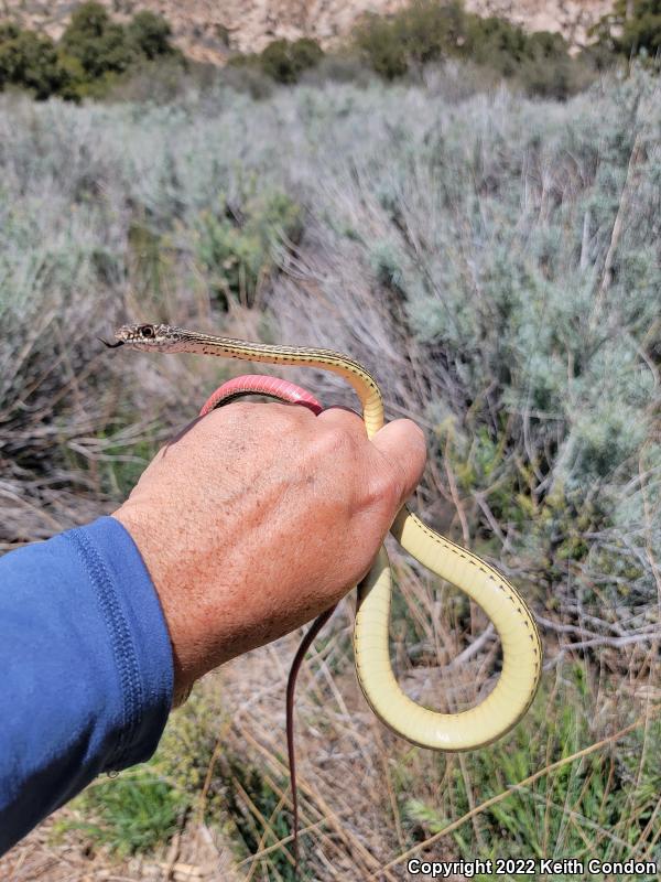 Desert Striped Whipsnake (Coluber taeniatus taeniatus)