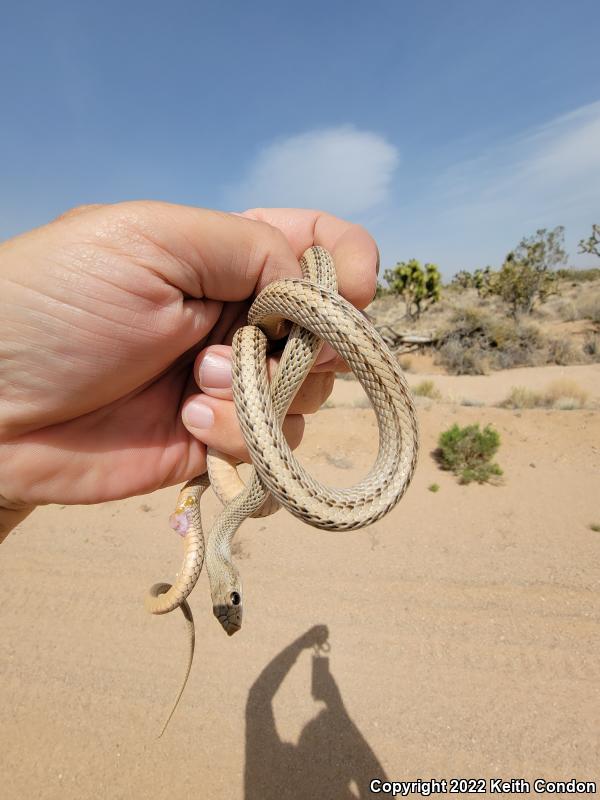 Mojave Patch-nosed Snake (Salvadora hexalepis mojavensis)