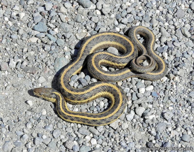 Giant Gartersnake (Thamnophis gigas)