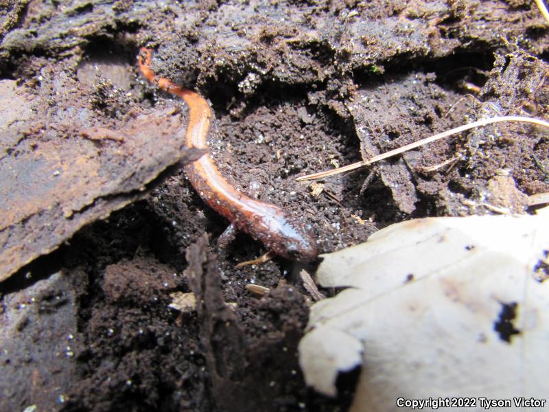 Eastern Red-backed Salamander (Plethodon cinereus)