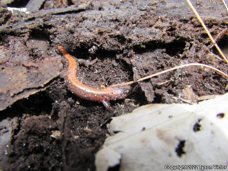 Eastern Red-backed Salamander (Plethodon cinereus)