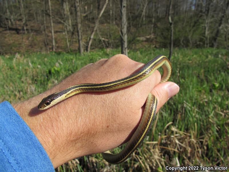 Northern Ribbonsnake (Thamnophis sauritus septentrionalis)