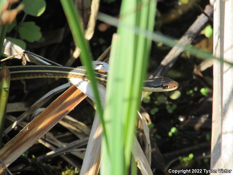 Northern Ribbonsnake (Thamnophis sauritus septentrionalis)