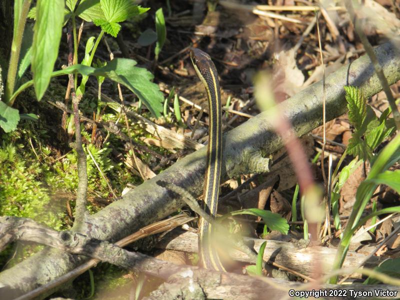 Northern Ribbonsnake (Thamnophis sauritus septentrionalis)