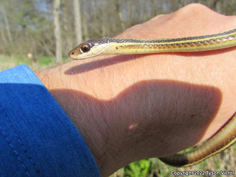 Northern Ribbonsnake (Thamnophis sauritus septentrionalis)