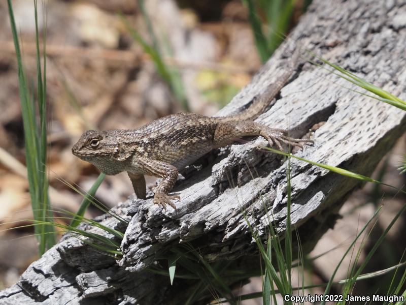 Coast Range Fence Lizard (Sceloporus occidentalis bocourtii)