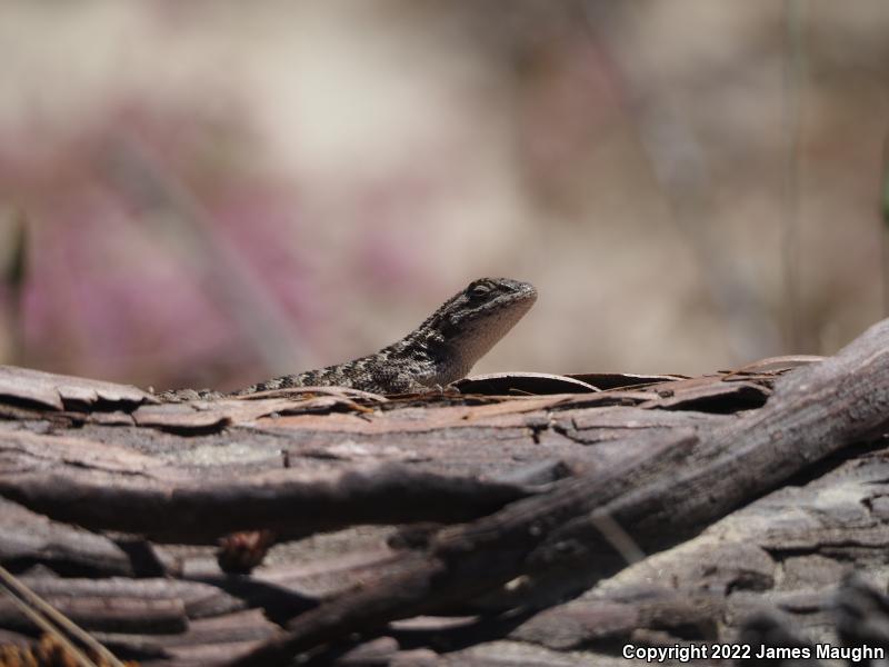 Coast Range Fence Lizard (Sceloporus occidentalis bocourtii)