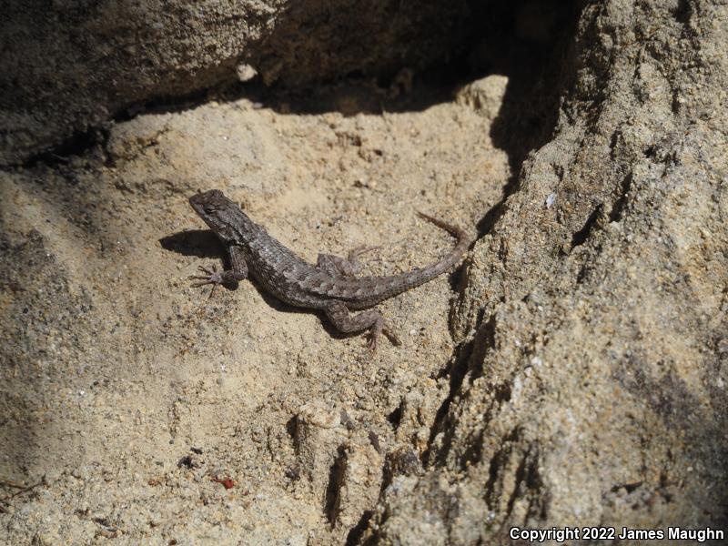 Coast Range Fence Lizard (Sceloporus occidentalis bocourtii)