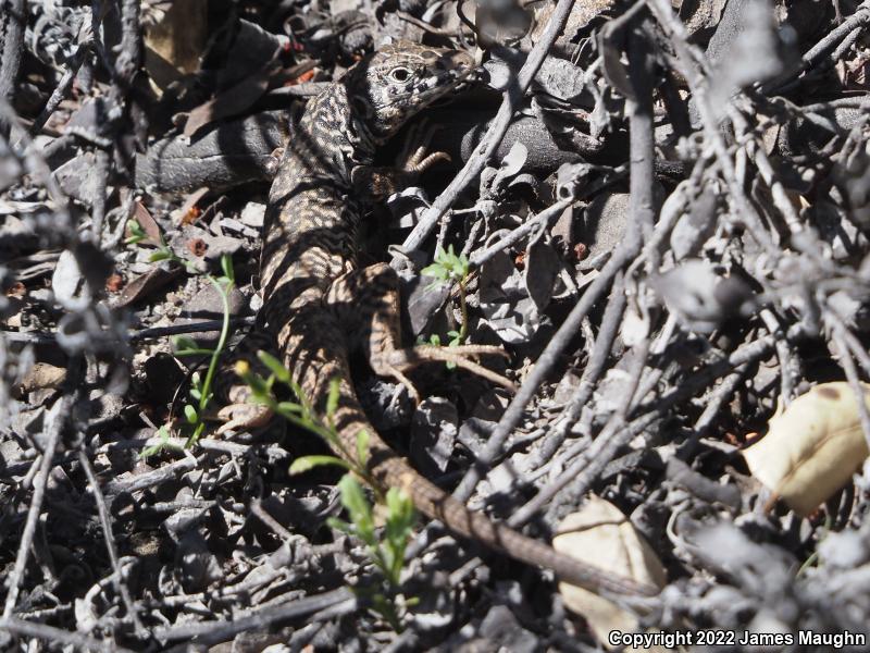 California Whiptail (Aspidoscelis tigris munda)