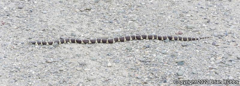 California Kingsnake (Lampropeltis getula californiae)