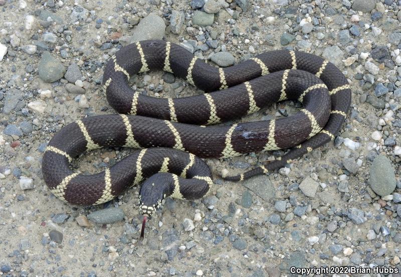 California Kingsnake (Lampropeltis getula californiae)