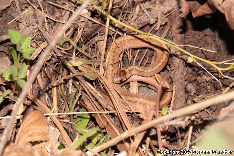 Northern Brownsnake (Storeria dekayi dekayi)