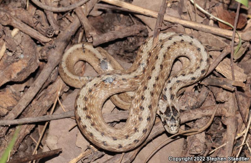 Northern Brownsnake (Storeria dekayi dekayi)