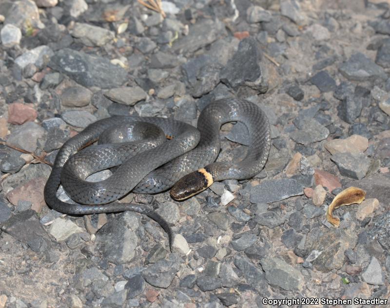 Northern Ring-necked Snake (Diadophis punctatus edwardsii)