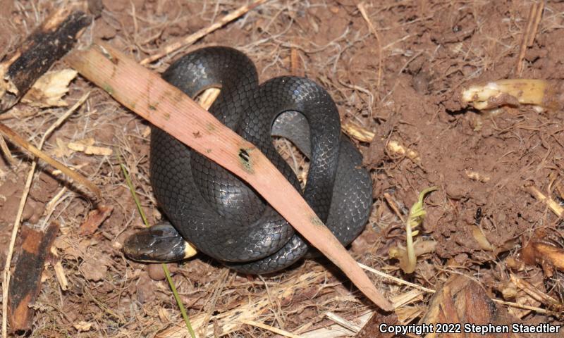 Northern Ring-necked Snake (Diadophis punctatus edwardsii)