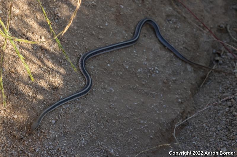 Coast Patch-nosed Snake (Salvadora hexalepis virgultea)