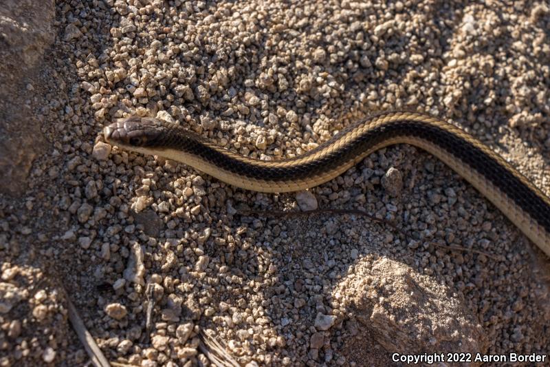 Coast Patch-nosed Snake (Salvadora hexalepis virgultea)