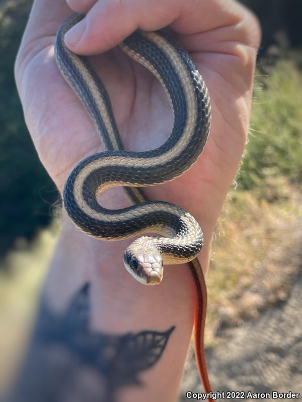 Coast Patch-nosed Snake (Salvadora hexalepis virgultea)