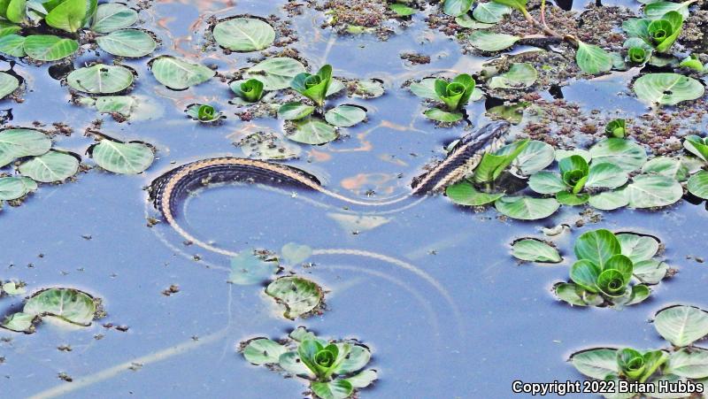 Giant Gartersnake (Thamnophis gigas)