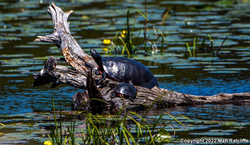 Northern Red-bellied Cooter (Pseudemys rubriventris)