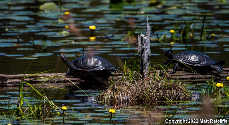 Northern Red-bellied Cooter (Pseudemys rubriventris)