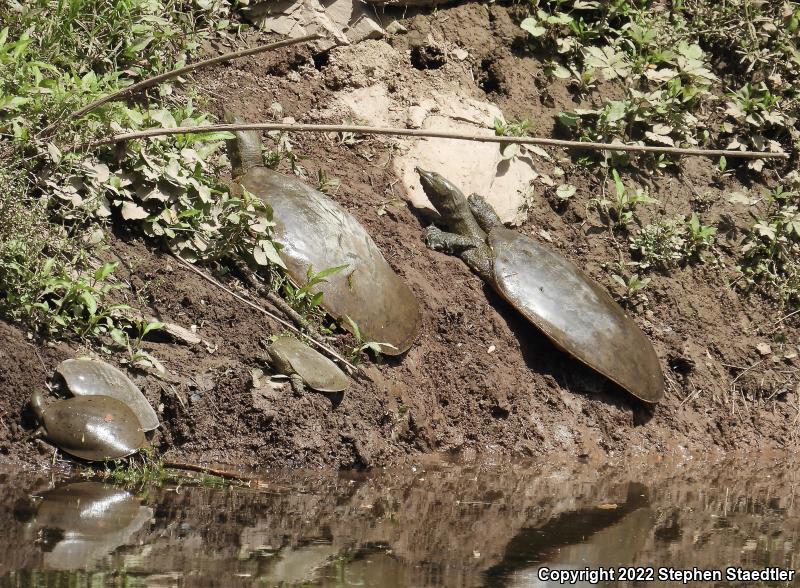 Eastern Spiny Softshell (Apalone spinifera spinifera)