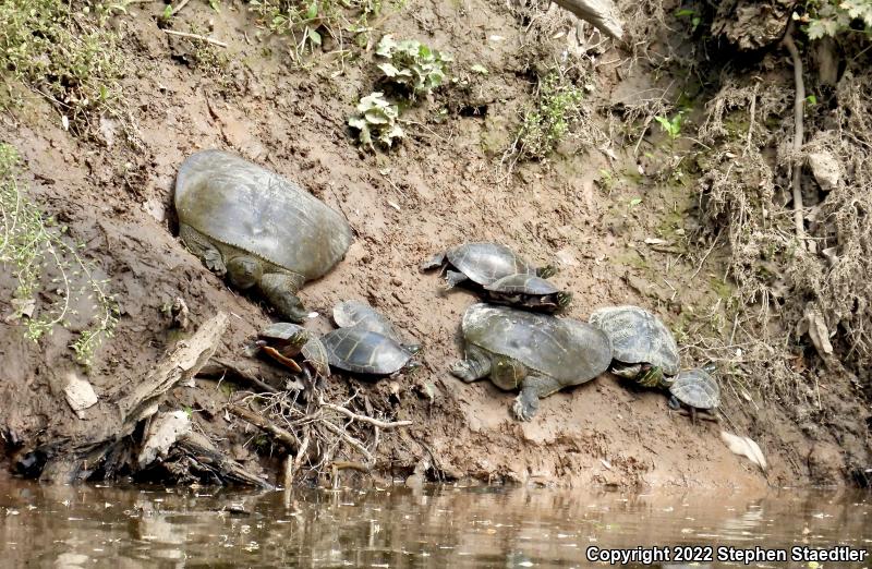 Eastern Spiny Softshell (Apalone spinifera spinifera)