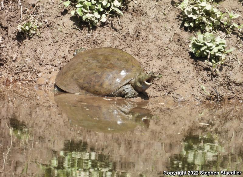 Eastern Spiny Softshell (Apalone spinifera spinifera)