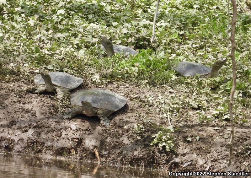 Eastern Spiny Softshell (Apalone spinifera spinifera)