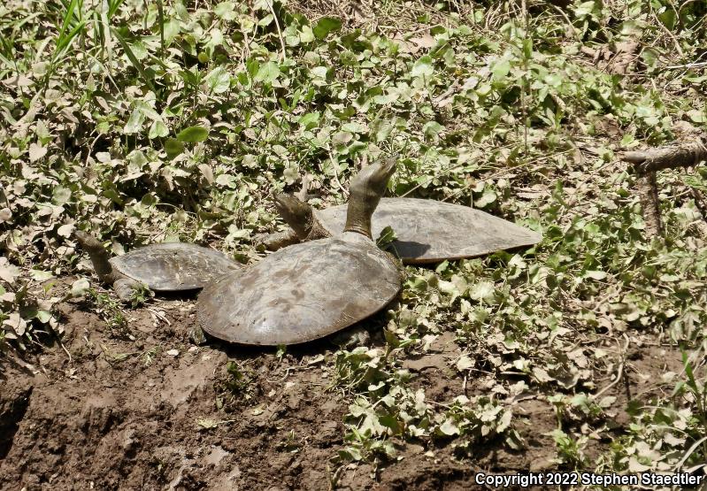 Eastern Spiny Softshell (Apalone spinifera spinifera)