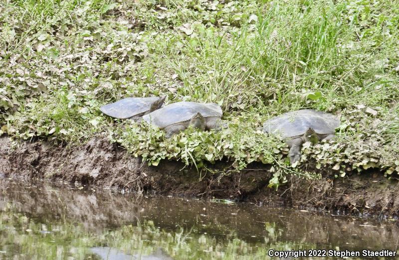 Eastern Spiny Softshell (Apalone spinifera spinifera)