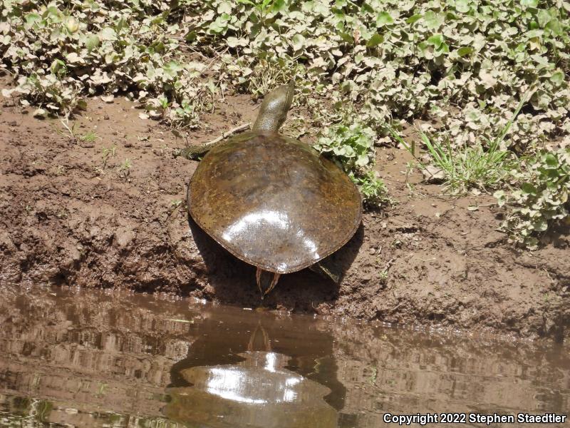 Eastern Spiny Softshell (Apalone spinifera spinifera)