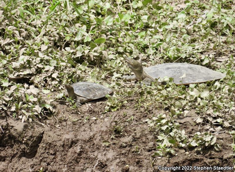 Eastern Spiny Softshell (Apalone spinifera spinifera)