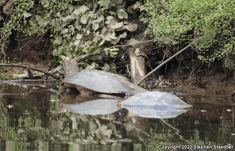 Eastern Spiny Softshell (Apalone spinifera spinifera)