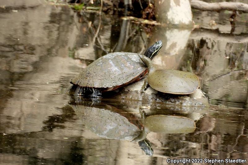 Eastern Spiny Softshell (Apalone spinifera spinifera)