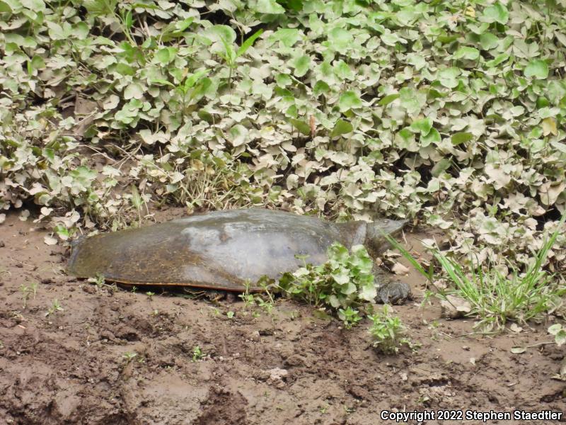 Eastern Spiny Softshell (Apalone spinifera spinifera)