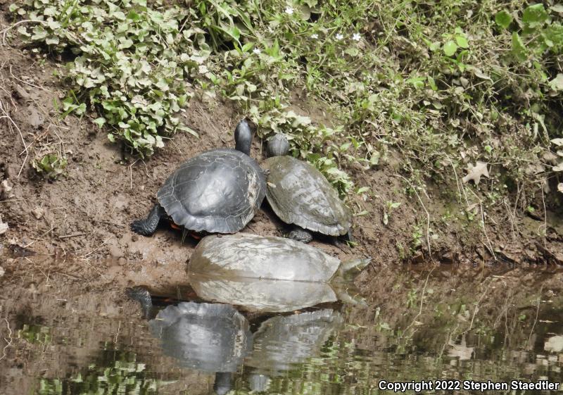 Eastern Spiny Softshell (Apalone spinifera spinifera)