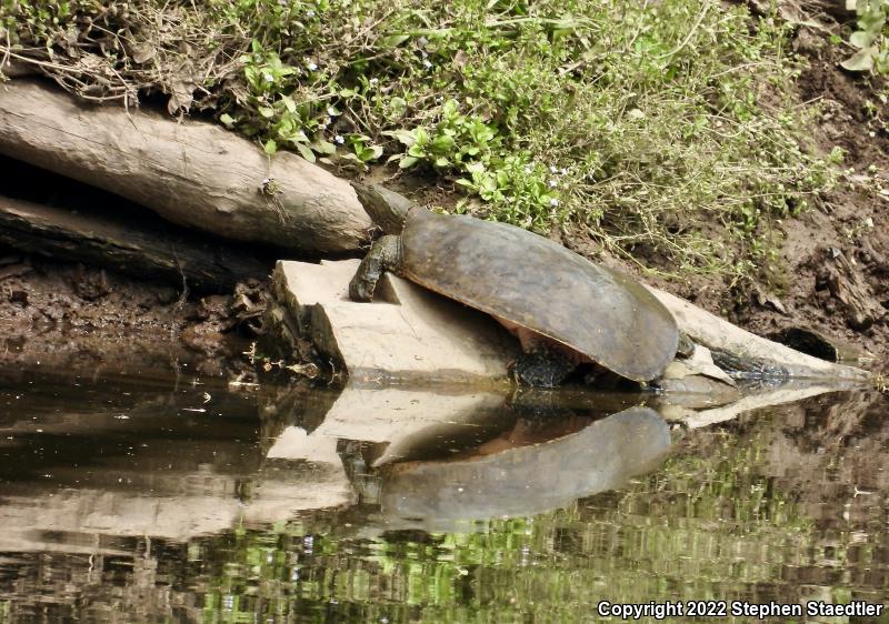 Eastern Spiny Softshell (Apalone spinifera spinifera)