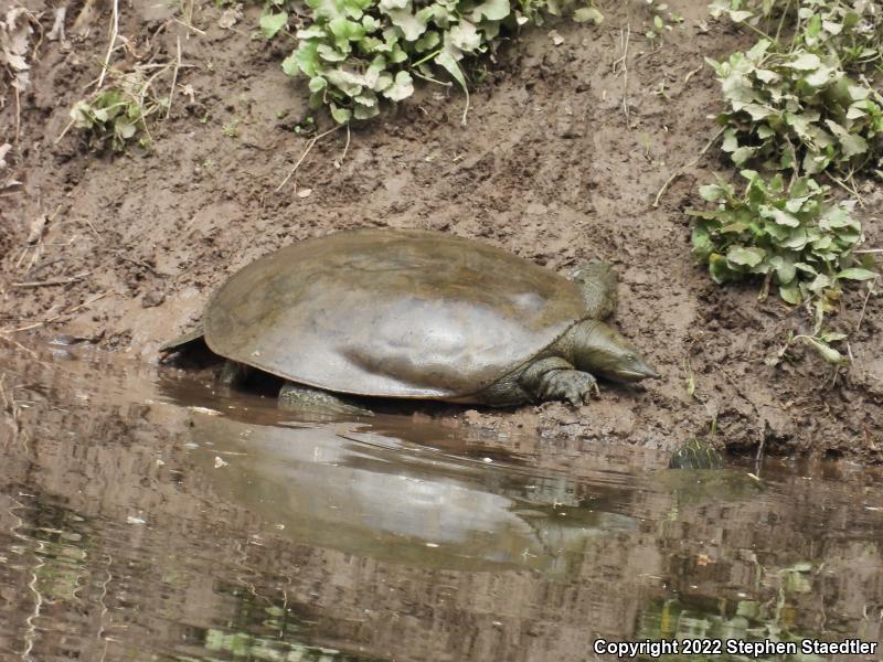 Eastern Spiny Softshell (Apalone spinifera spinifera)