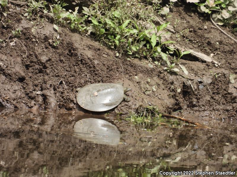 Eastern Spiny Softshell (Apalone spinifera spinifera)