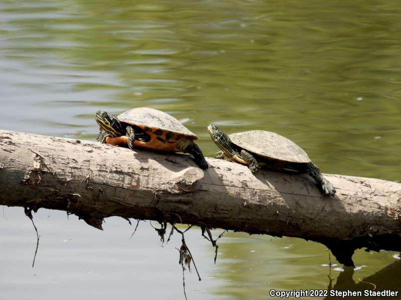 Northern Red-bellied Cooter (Pseudemys rubriventris)