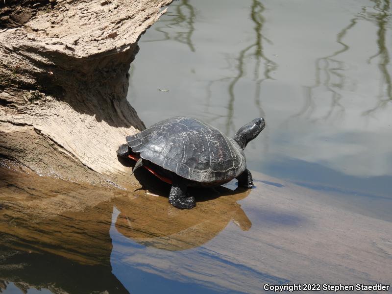 Northern Red-bellied Cooter (Pseudemys rubriventris)