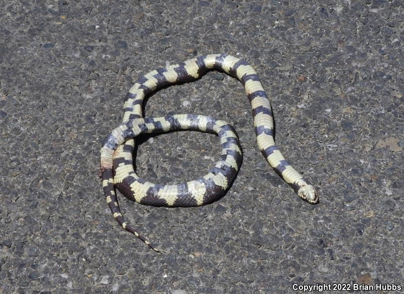 California Kingsnake (Lampropeltis getula californiae)