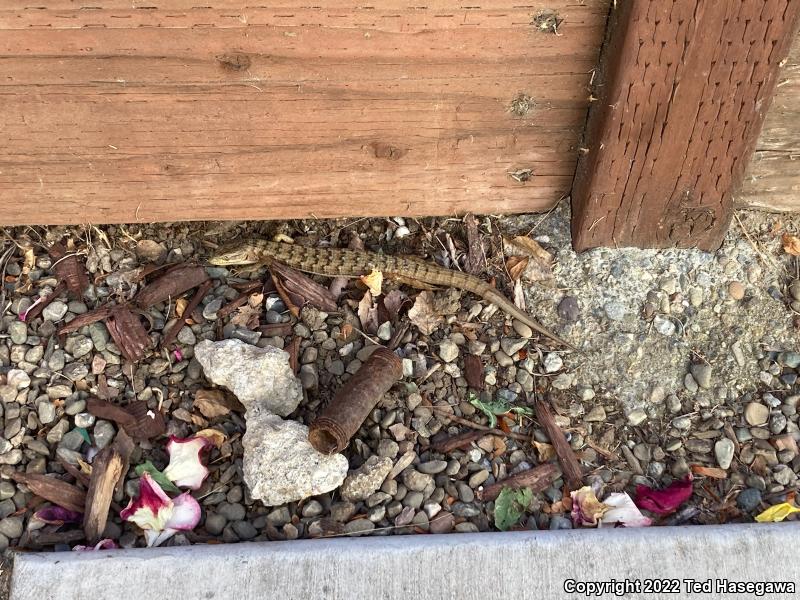 Arboreal Alligator Lizards (Abronia)