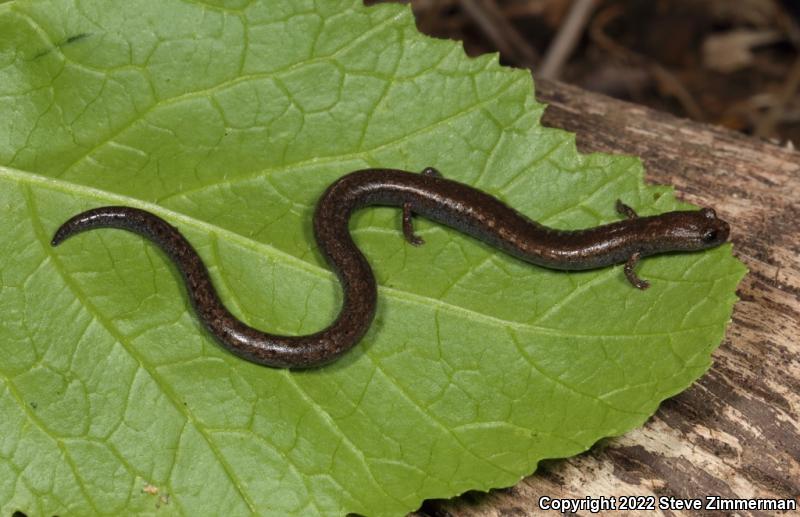 Black-bellied Slender Salamander (Batrachoseps nigriventris)